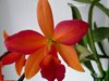 Cattleya Hybrids   